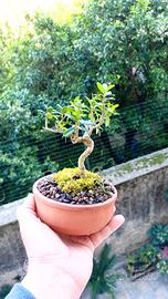 mini bonsai di olivastro 