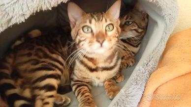 Gatto del Bengala
