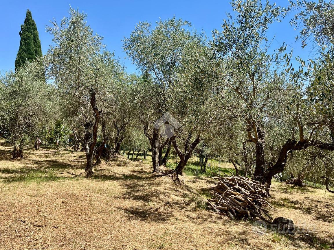 TER. AGRICOLO A SORIANO NEL CIMINO - Vista 4