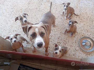 Vendita cuccioli Pitbull