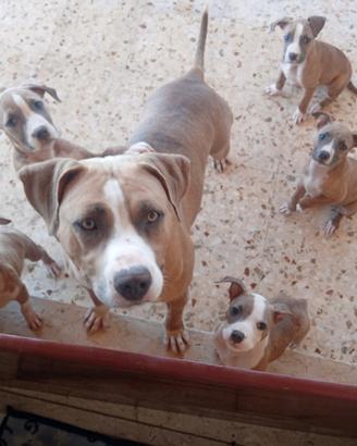 Vendita cuccioli Pitbull