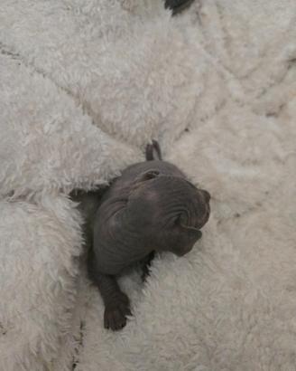 Cucciole di sphynx