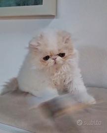 Gatto persiano cuccioli