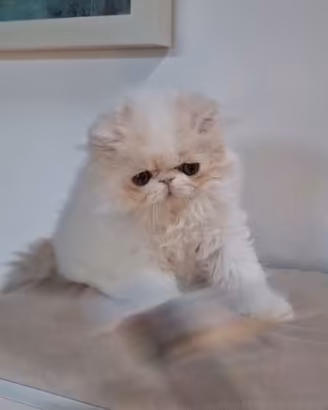 Gatto persiano cuccioli
