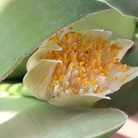 Haemanthus albiflos 