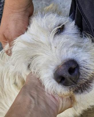 Zeus, dolcissimo spettinato 2 anni e mezzo