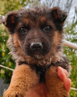 Pastori tedeschi già vaccinati