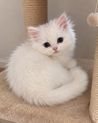 Gattini persiani