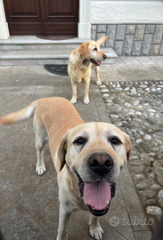Coppia di Labrador