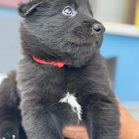 NAIROBI - femmina, nata il 21/04/2025