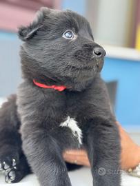 NAIROBI - femmina, nata il 21/04/2025