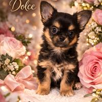 Chihuahua cucciolo Dolcetto