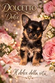 Chihuahua cucciolo Dolcetto