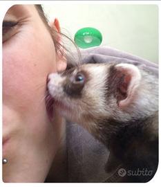 Furetti