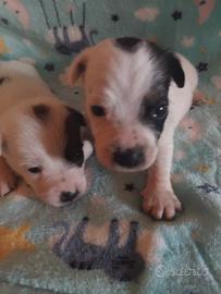 Cuccioli di Jack russell