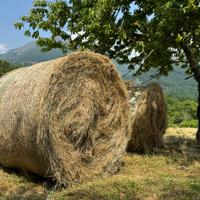 Balloni di fieno prato stabile