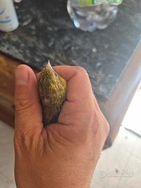 Animali
