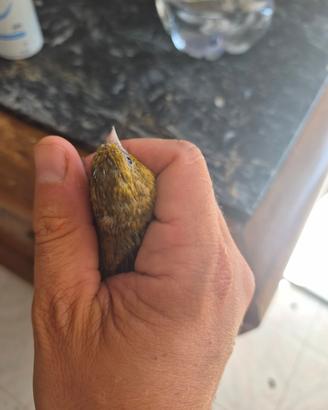 Animali