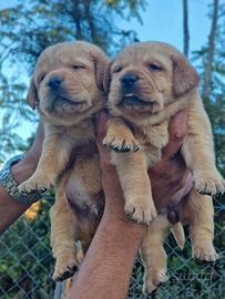 Cuccioli di Labrador Red Fox-Pedigree da Expo