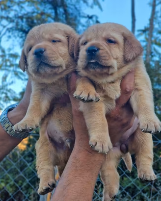 Cuccioli di Labrador Red Fox-Pedigree da Expo