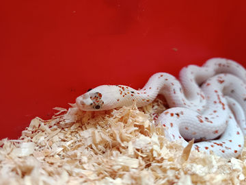 Serpente del grano, pantherophis guttatus