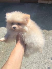 Cuccioli Spitz tedesco nano