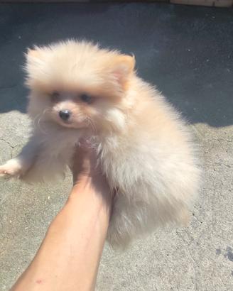 Cuccioli Spitz tedesco nano