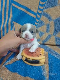 Cuccioli chihuahua 