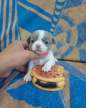 Cuccioli chihuahua 