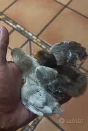 Galline legbar ( coppia)