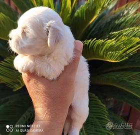 Maltese mini Toy 1M 1F x inizio settembre 