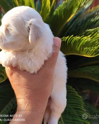 Maltese mini Toy 1M 1F x inizio settembre 