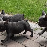 Bulldog Francese Cuccioli