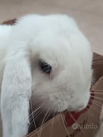 Coniglietto nano mini lop