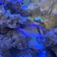 Siganus virgatus ~10 cm - sano e attivo