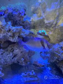 Siganus virgatus ~10 cm - sano e attivo