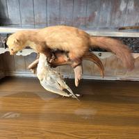 Mustelide con preda tassidermia scena di caccia