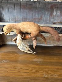 Mustelide con preda tassidermia scena di caccia