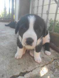 Pastore Asia centrale