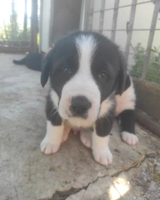 Pastore Asia centrale