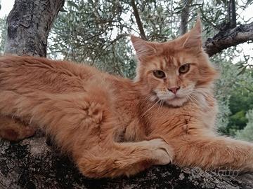 Maine Coon cucciolone Pedigree AFSI
