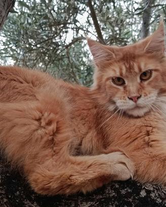 Maine Coon cucciolone Pedigree AFSI