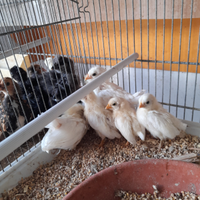 Pulcini nagasaki ,moroseta, concincina,olandesi ci