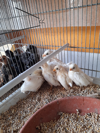 Pulcini nagasaki ,moroseta, concincina,olandesi ci