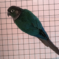 Coppia pyrrhura molinae