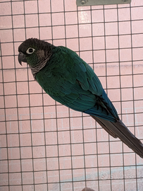 Coppia pyrrhura molinae