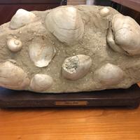 Fossile con telline periodo pliocene astiano