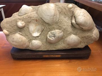 Fossile con telline periodo pliocene astiano