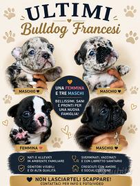 Bulldog francese merle