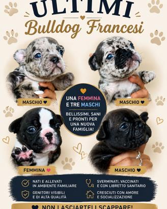Bulldog francese merle